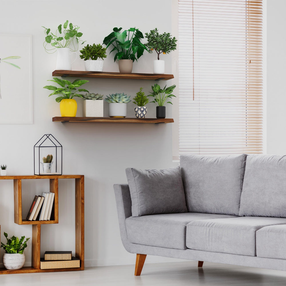Two No Measure Floating Shelves in walnut holding potted plants above a gray sofa