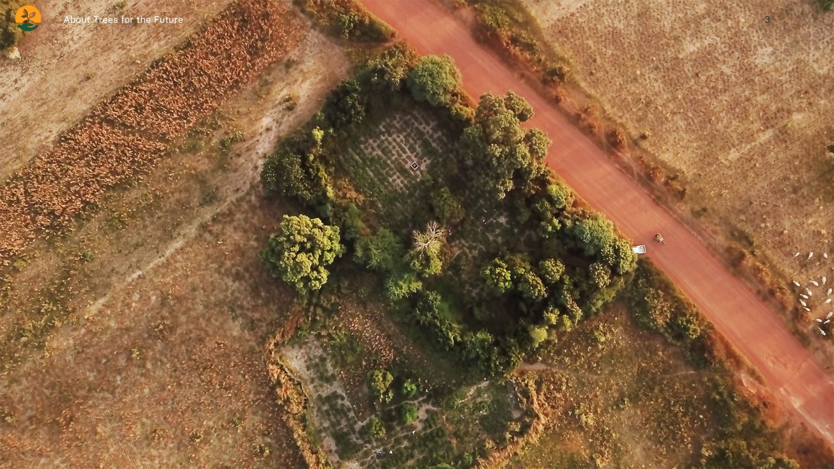 Aerial view of forest garden